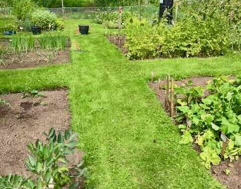 Aldborough Roman Garden